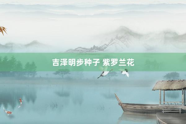 吉泽明步种子 紫罗兰花